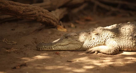 Crédence de cuisine en verre imprimé Crocodile crocodile under a tree