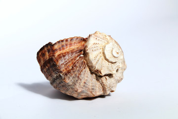 Seashell on a white background