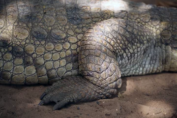 Photo sur Plexiglas Crocodile crocodile - paw detail