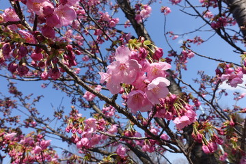 ヨウコウザクラ