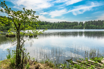 Sunny summer landscape of lake in the forest