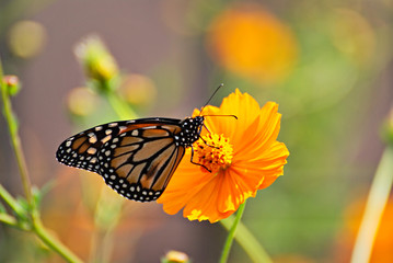 Monarch butterfly on an orange flowers with a colorful background