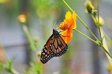 Fototapeta na wymiar Beautiful butterfly in an orange flower with a colorful background