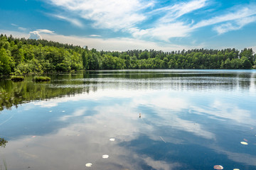Sunny summer landscape of lake in the forest