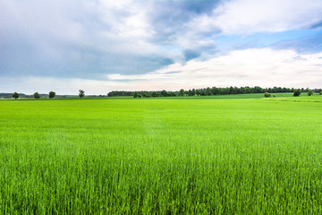 Fototapeta premium Vibrant grass on green field. Spring farmland with crops of cereal in countryside scenery