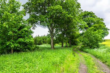 Fototapeta premium Landscape of road in the summer with trees and grasses between rural fields