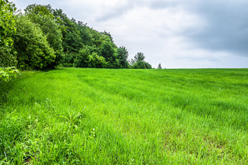 Spring meadow with grass, green field, landscape