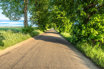 Rural road with trees alley in the summer, landscape