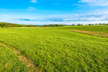 Fototapeta na wymiar Spring meadow landscape, green grass and blue sky with trees on horizon