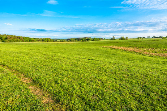 Spring meadow landscape, green grass and blue sky with trees on horizon © alicja neumiler