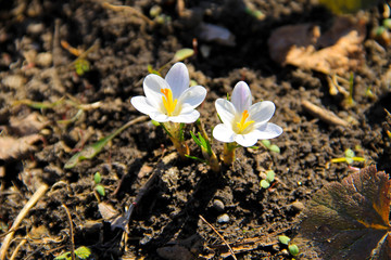 White crocuses on spring