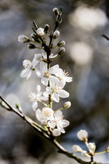 Cluster of White Tree Blossoms - Hawthorn tree