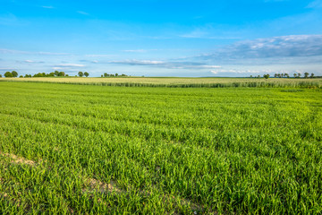 Fototapeta na wymiar Landscape of cereal field. Green crops in spring and blue sky.