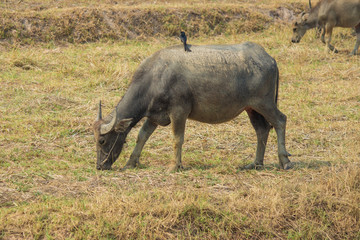 Obraz premium Thai buffalo is grazing in a field.