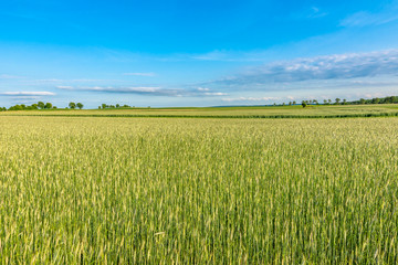 Agricultural field with cereal in spring, countryside landscape of farming in Europe