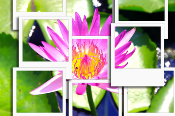 Lotus pink instant photo