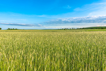 Landscape of field with cereal, countryside scene of farming in Poland