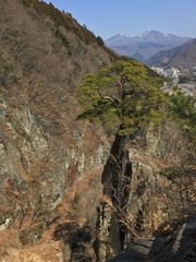 single pinetree