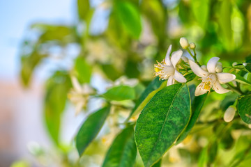 Flowers of an orange tree on a branch against the sky