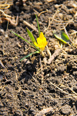 Yellow crocus on spring