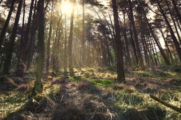 Moody forest with sunlight