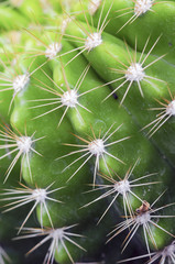 Cactus closeup