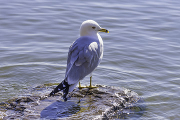 Profile of blue and white bill ringed gull bird perched on a rock in calm lake water, sunlight scene