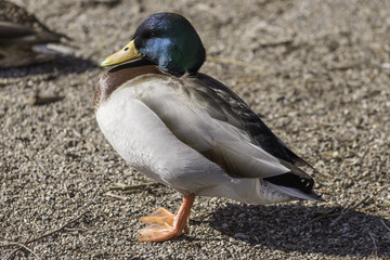 Colorful mallard duck standing on rocky shore, vibrant feathers shining in sunlight