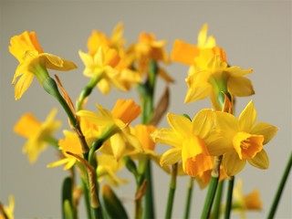 Narcissus spring flower