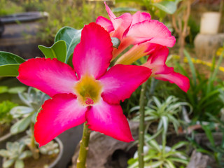 Desert Rose or Impala Lily flower in the garden.