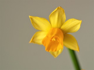 Fototapeta premium Narcissus spring flower
