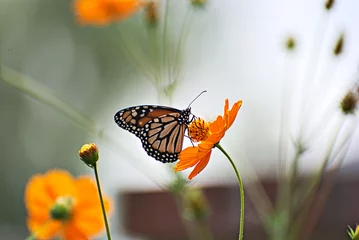 Selbstklebende Fototapete Schmetterling Monarchfalter auf orangefarbenen Blüten mit buntem Hintergrund