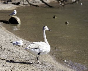 Young trumpeter swan standing on shore of lake with one foot lifted