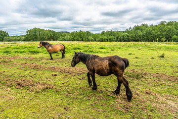 Ranch with horses on green field, rural landscape