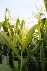 Obraz premium field,Corn field in early morning light