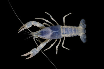crayfish