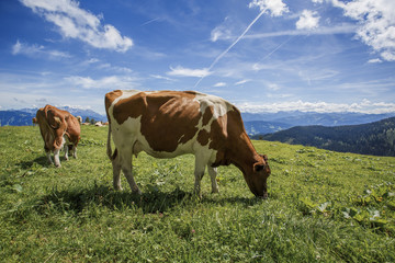 Fototapeta na wymiar Brown and White flecked Cows in the European Alps