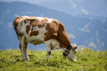 Fototapeta na wymiar Brown and White flecked Cows in the European Alps