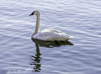 Strong graceful trumpeter swan swimming peacefully on a calm lake