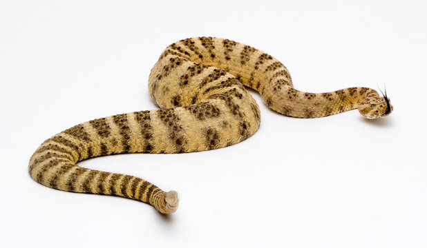 Tiger Rattlesnake