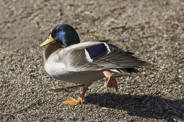 Colorful duck on shore lifting one webbed foot getting ready to go into sleeping position, wildlife