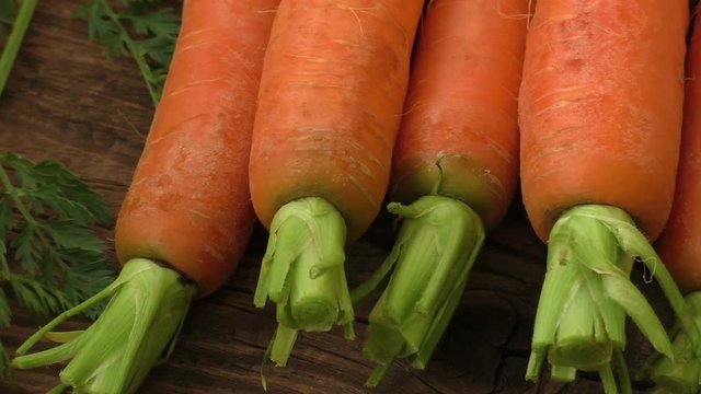 Fresh organic carrots with green tops
