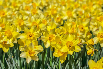 水仙の花 © kharazono