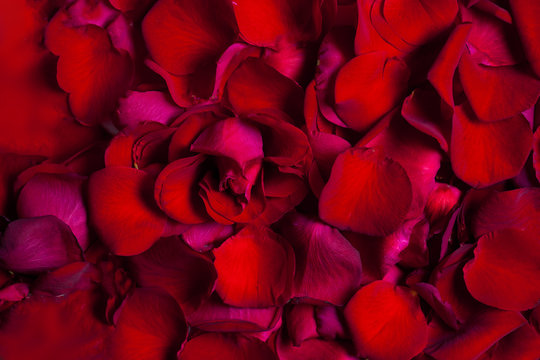 Red Rose flower  leaves  background.  Valentine or Wedding greeting card