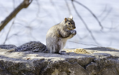 Squirrel perched on a rock eating yellow seeds from a pile, wildlife and environment scene