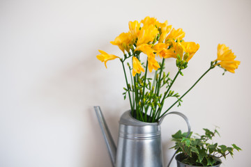 yellow freesia flowers and ivy in a vase. home design