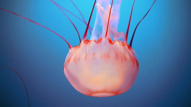 The Purple-striped Jellyfish (Chrysaora colorata, formerly Pelagia colorata) is a species of jellyfish that exists primarily off the coast of California in Monterey Bay.