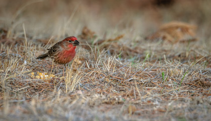 Purple Finch with his beak open, next to kernels of corn, looking carefully to the right. Grass background. Profile, closeup, detailed picture. The bird also called a sparrow dipped in raspberry juice