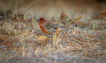 Profile, closeup of a Purple Finch next to kernels of corn, grass background. This bird also called a sparrow dipped in raspberry juice. USA, Wyoming in spring