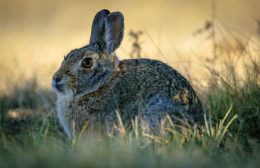 Spring sunrise in Wyoming. Closeup of a wild cottontail bunny rabbit in the field, meadow. First green grass.